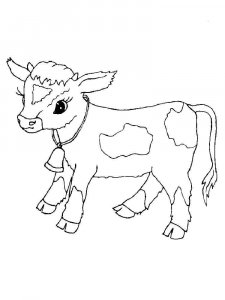 Calf coloring page - picture 11