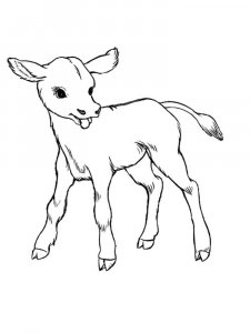 Calf coloring page - picture 13