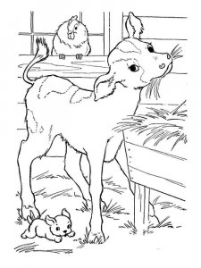 Calf coloring page - picture 17