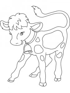 Calf coloring page - picture 20
