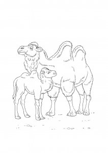 Camel with Calf Coloring Page