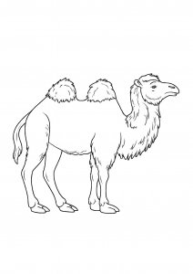 Side View Camel Coloring Page