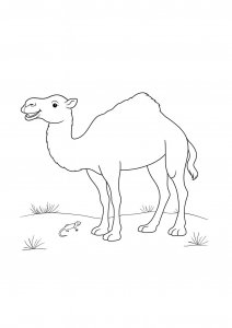 Laughing Camel Coloring Page