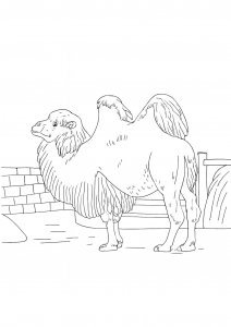 Realistic Camel Coloring Page