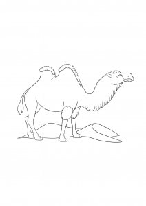 Bactrian Camel Portrait Coloring Page