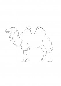 Cute Camel Coloring Page