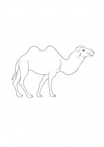 Walking Camel Coloring Page