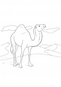 Dromedary Camel Portrait Coloring Page