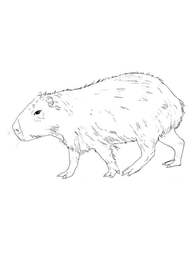 Capybara coloring pages. Download and print Capybara coloring pages.