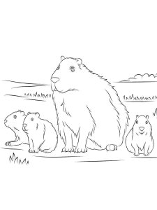 Capybara coloring page - picture 10