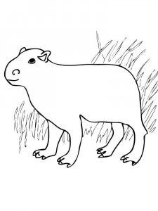 Capybara coloring page - picture 11
