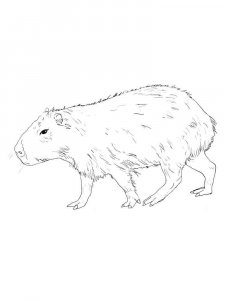 Capybara coloring page - picture 12