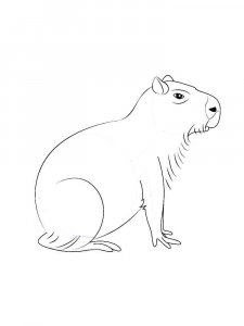 Capybara coloring page - picture 4