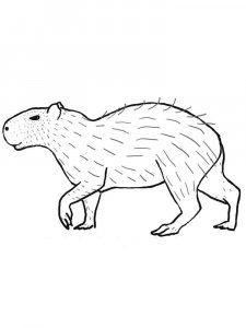 Capybara coloring page - picture 5