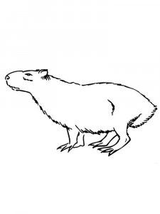 Capybara coloring page - picture 6