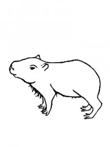 Capybara coloring page - picture 7
