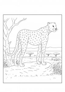 Observing Cheetah Coloring Page