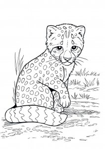 Cheetah Cub Coloring Page