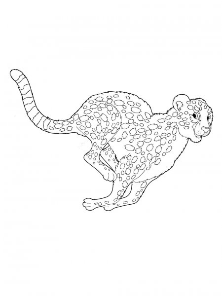 Cheetah coloring pages