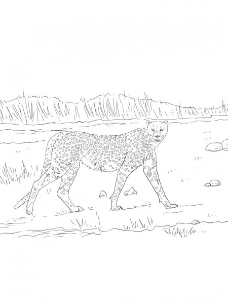 Cheetah coloring pages