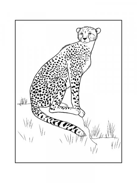 Cheetah coloring pages