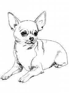 Chihuahua coloring page - picture 18