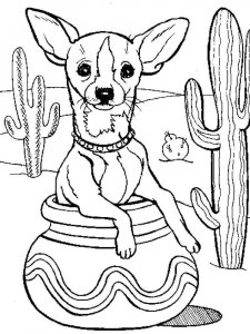 Chihuahua coloring page - picture 25