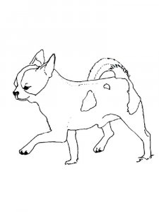 Chihuahua coloring page - picture 4