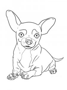 Chihuahua coloring page - picture 7