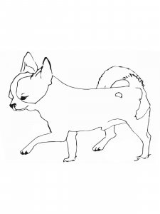 Chihuahua coloring page - picture 8