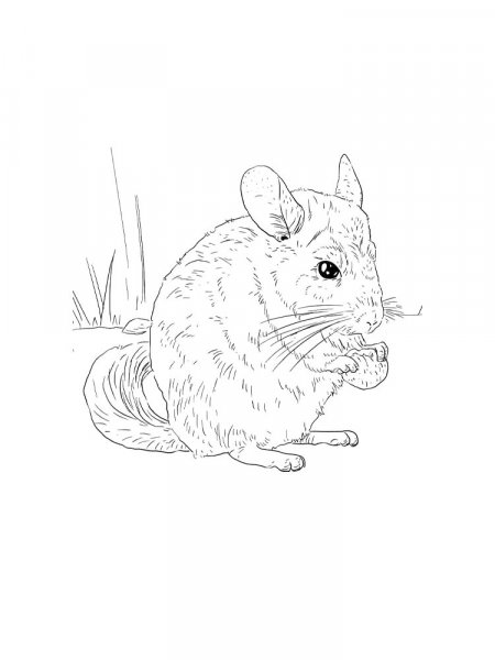 Chinchilla coloring pages