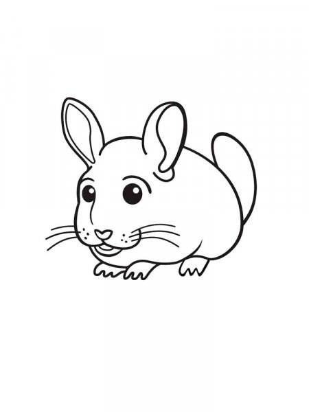 Chinchilla Coloring Pages