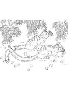 Chipmunk coloring page - picture 12
