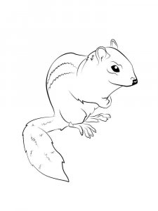 Chipmunk coloring page - picture 2