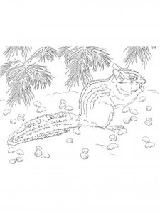 Chipmunk coloring page - picture 9