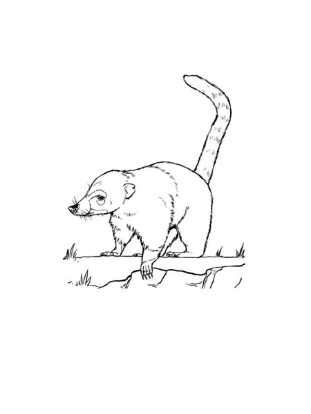 Coati coloring pages