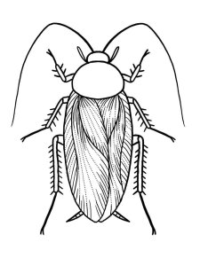 Cockroach coloring page - picture 10