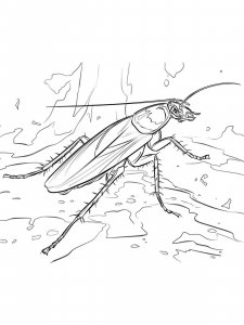 Cockroach coloring page - picture 11