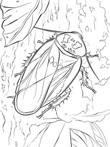 Cockroach coloring page - picture 12