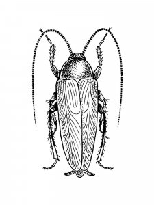 Cockroach coloring page - picture 15