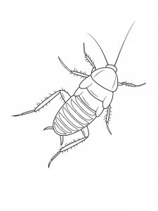 Cockroach coloring page - picture 17