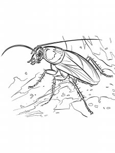 Cockroach coloring page - picture 2