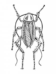 Cockroach coloring page - picture 22