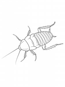 Cockroach coloring page - picture 27