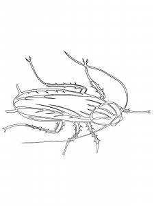 Cockroach coloring page - picture 28