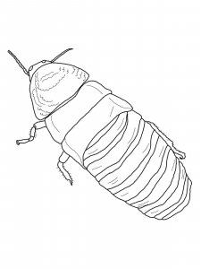 Cockroach coloring page - picture 31