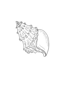 Beautiful Spiral Conch Coloring Page