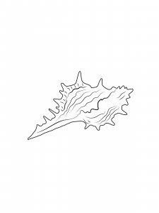 Pointed Tip Conch Coloring Page