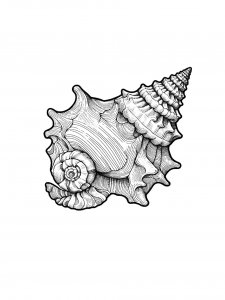 Realistic Conch Coloring Page