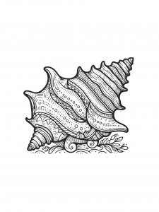 Sea Conch Coloring Page